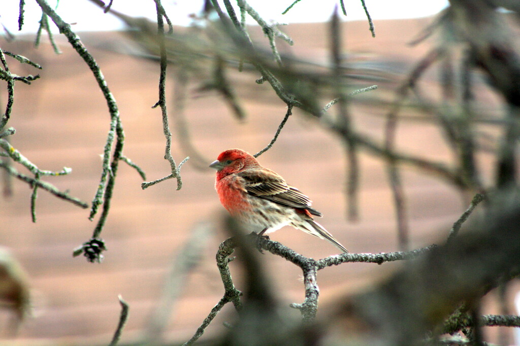 Beautiful house finch in our tree by bruni