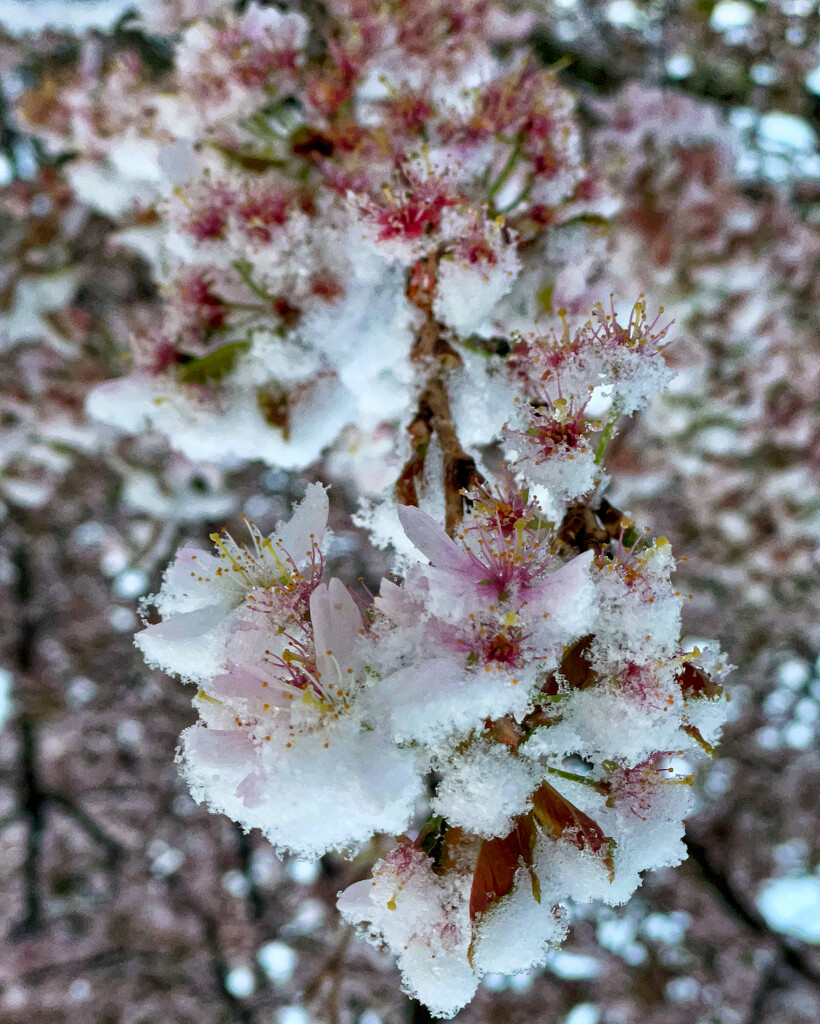 2022-03-31 Snow Blossom by cityhillsandsea