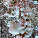 2022-03-31 Snow Blossom by cityhillsandsea