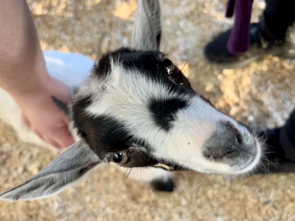 A beautiful baby goat.  by nicoleratley