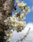 3rd Apr 2022 - Plum Blossom