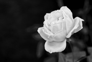3rd Apr 2022 - White Blossom