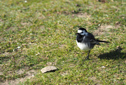 1st Apr 2022 - Little Wagtail