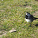 Little Wagtail