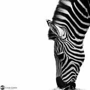 1st Apr 2022 - Zebra
