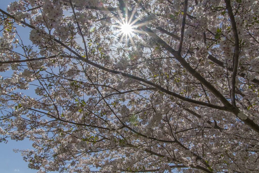 Cherry Blossom Sunburst by timerskine