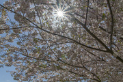 3rd Apr 2022 - Cherry Blossom Sunburst