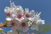 3rd Apr 2022 - Cherry Blossoms