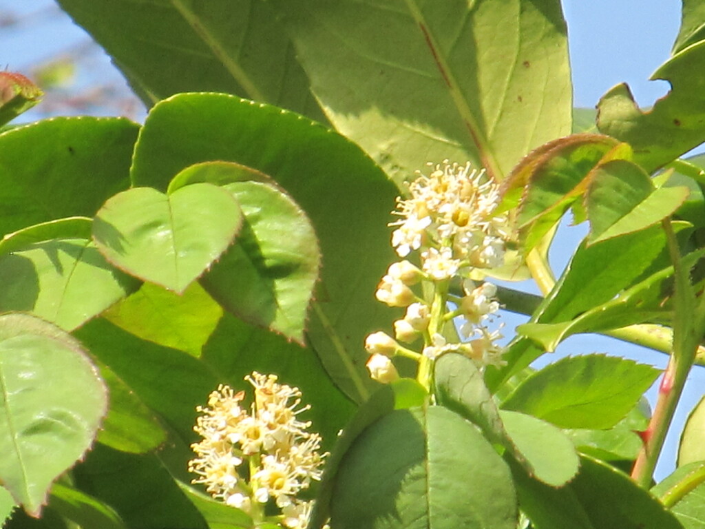 Laurel blooms by speedwell