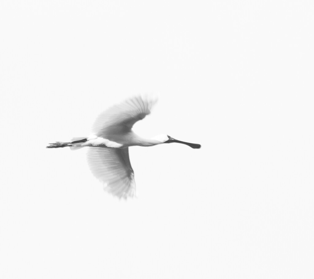 Spoonbill blending in by creative_shots