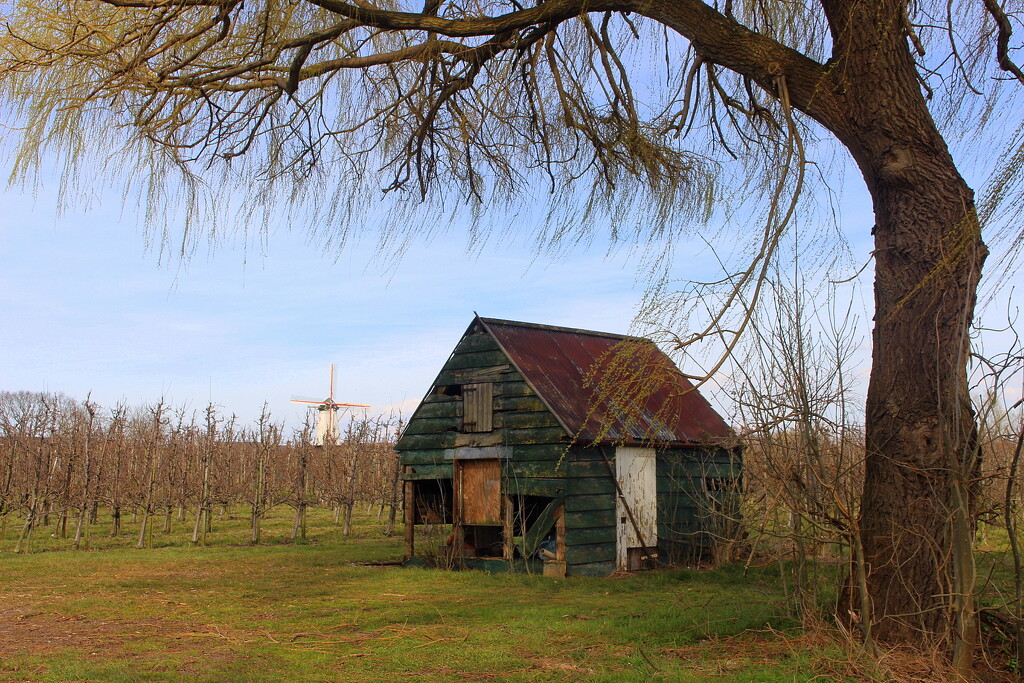 An old sshed at the orchard by pyrrhula