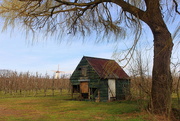 3rd Apr 2022 - An old sshed at the orchard