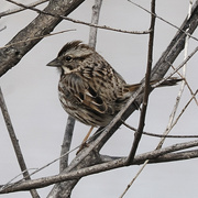 3rd Apr 2022 - song sparrow 