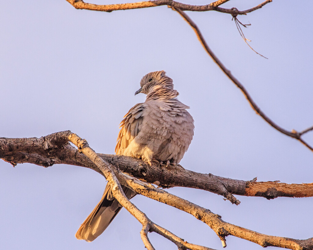 ruffled by aecasey