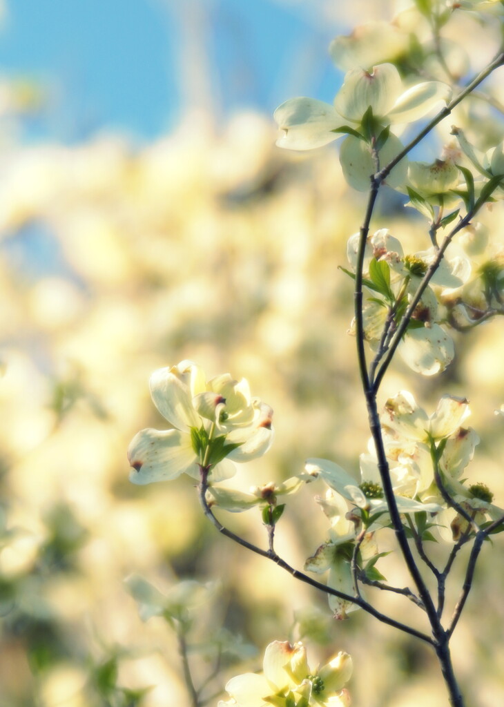 Dogwood Blooms by sunnygirl