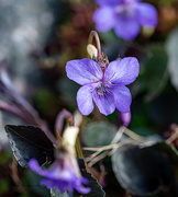 3rd Apr 2022 -  Mini violets 