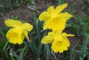3rd Apr 2022 - Daffodil Trio