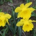 Daffodil Trio by sandlily