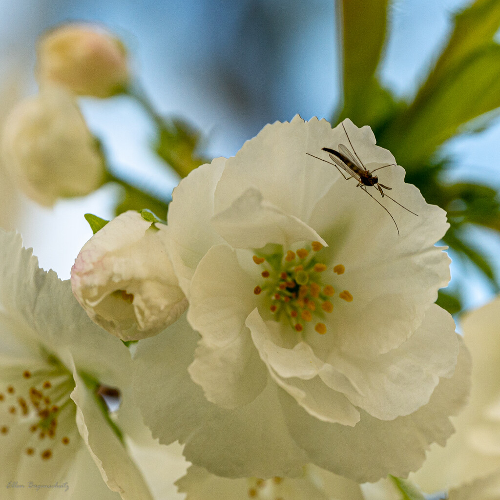 Macro photo bomber on cherry blossom by theredcamera