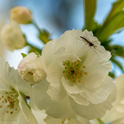 3rd Apr 2022 - Macro photo bomber on cherry blossom