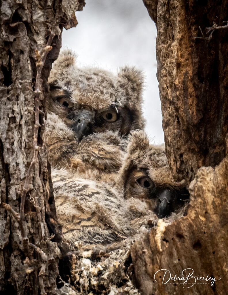 Two of the three great horned owlets by dridsdale