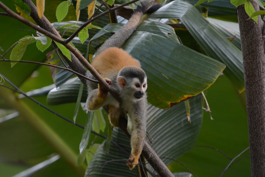Squirrel Monkey by cwbill