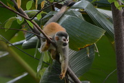 3rd Apr 2022 - Squirrel Monkey