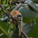 Squirrel Monkey by cwbill