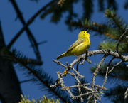 2nd Apr 2022 - Singing Yellow Warbler