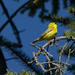 Singing Yellow Warbler by cwbill