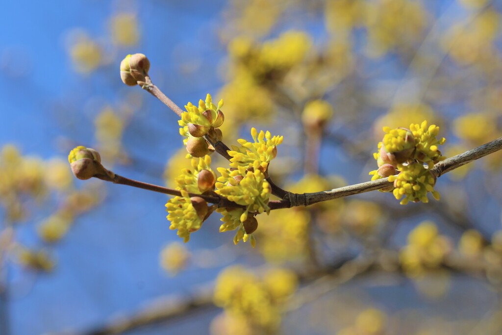 Spring Twigs by lynnz