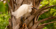 3rd Apr 2022 - Snowy Egret Hanging Out in the Palm!
