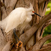Snowy Egret Hanging Out in the Palm! by rickster549
