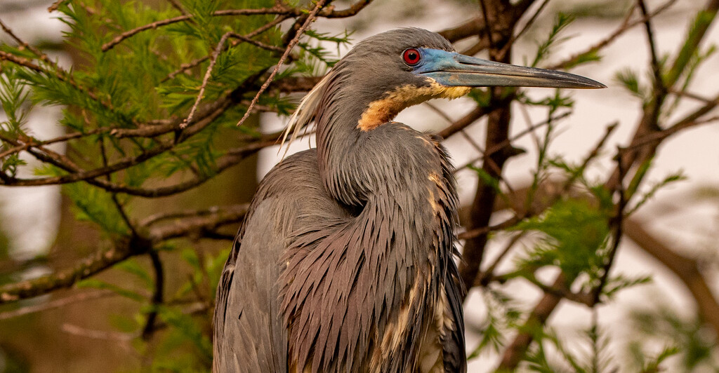 Tri-Colored Heron! by rickster549