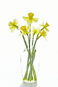 2nd Apr 2022 - Fresh Cut Daffodils
