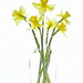 Fresh Cut Daffodils by skipt07
