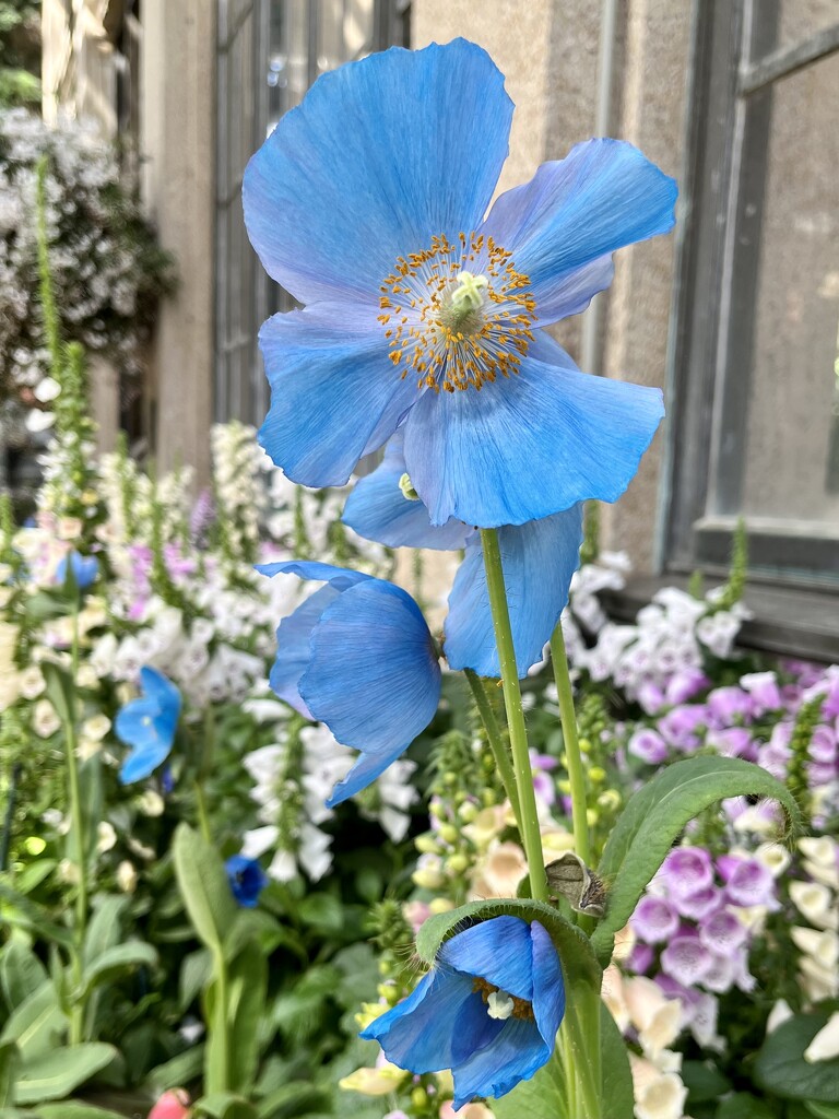 Blue-poppies by beckyk365