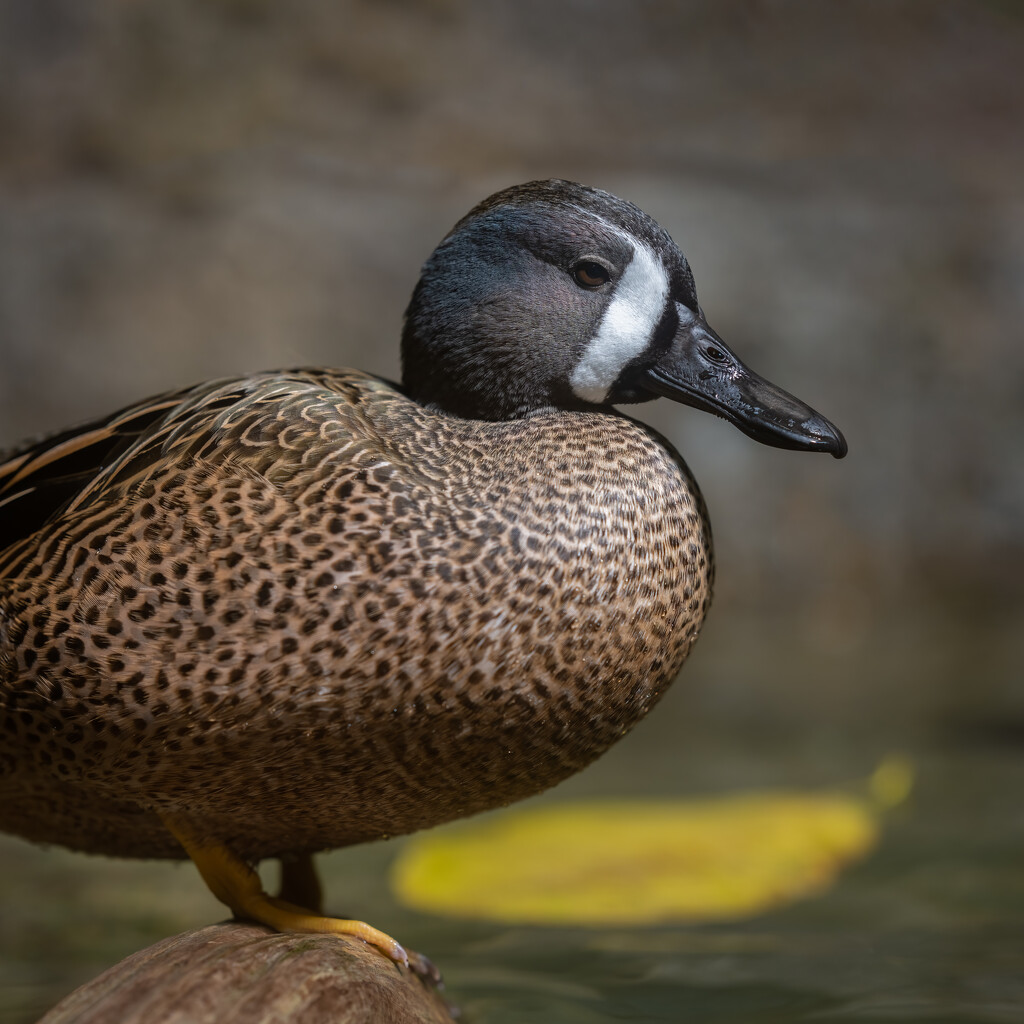 Blue-winged Teal by nicoleweg