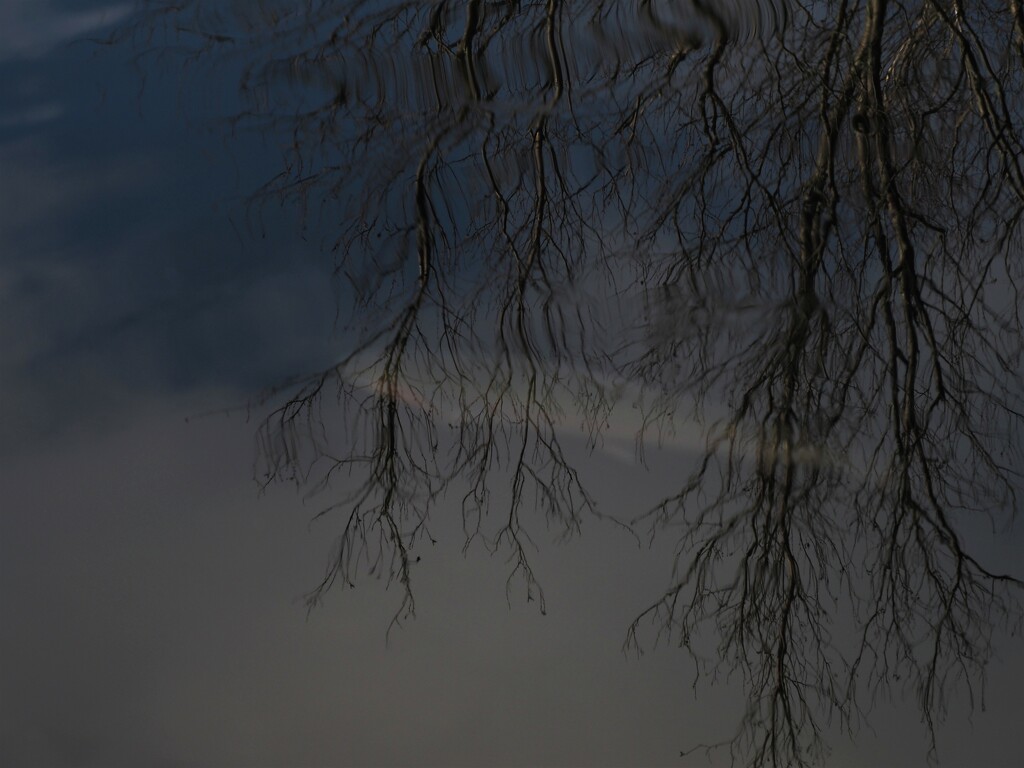 tree rainbow by edorreandresen