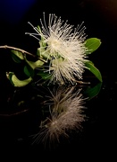4th Apr 2022 - Lilli Pilli Flower