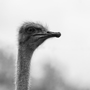 4th Apr 2022 - Ostrich