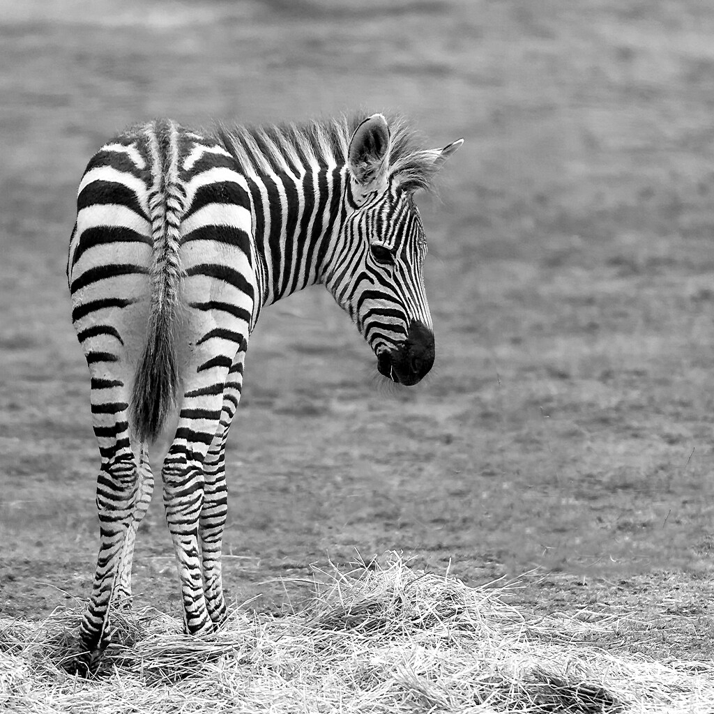 Zebra Foal by nickspicsnz