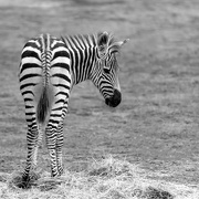 3rd Apr 2022 - Zebra Foal