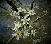 4th Apr 2022 - White blossom in Cut Wood Park.