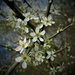 White blossom in Cut Wood Park. by grace55