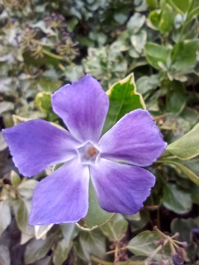 Spring... Periwinkle by 365projectorgjoworboys