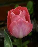 4th Apr 2022 - Wet tulip