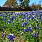 4th Apr 2022 - Texas Bluebonnets 