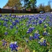 Texas Bluebonnets  by louannwarren