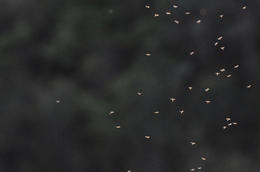 Flying insects at a party by antonios